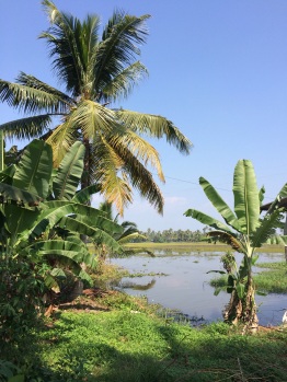 Cocotiers, rizières et backwaters à Kumarakom