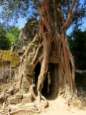 Entrée de Ta Som entourée par un énorme banian, Angkor, Cambodge