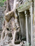 La nature reprend ses droits et c'est magnifique, Preah Khan, Angkor, Cambodge