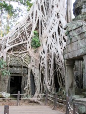 Ta Phrom ayant longtemps laissée à elle-même, les fromagers ont pris leur aise, Angkor, Cambodge