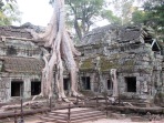 La nature à Ta Phrom, belle cohabitation, Angkor, Cambodge