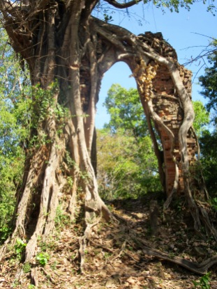 Un arbre s'est accroché à une structure de brique pour grandir, Sambor Pre Kuk, Cambodge