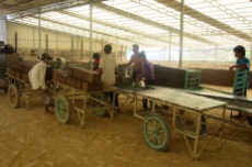 Les briques de glaise fraîchement fabriquées puis coupées, sont transportées à l'extérieur pour sécher au soleil. Kratie, Cambodge.