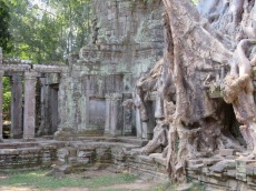 La nature reprend ses droits à Preah Khan, Siem Reap, Cambodge.