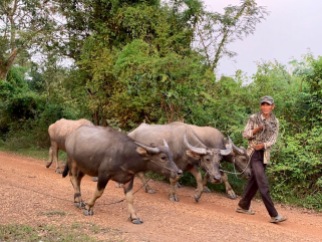 En revenant de Chhlong nous rencontrons un fermier qui déplace ses buffles, nous leur laissons la place. Cambodge.